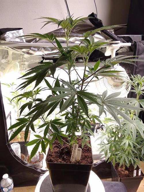 CANDY CREAM GO FAST. Week 6