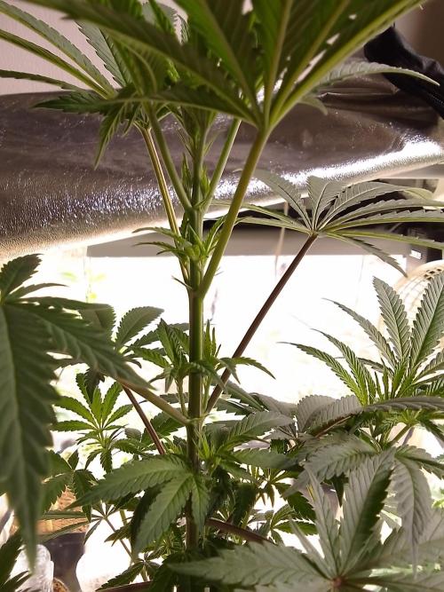 CANDY CREAM GO FAST. Week 6