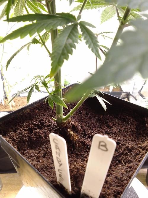 CANDY CREAM GO FAST. Week 6
