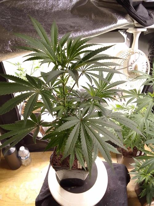 CANDY CREAM GO FAST. Week 6