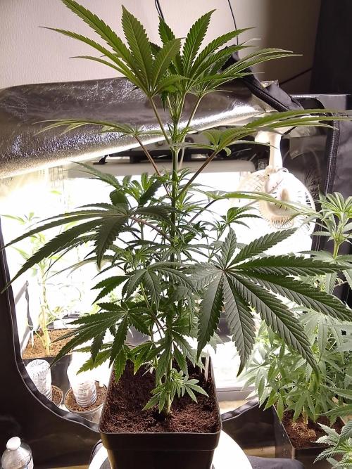 CANDY CREAM GO FAST. Week 6