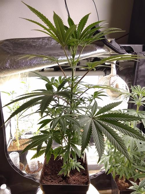 CANDY CREAM GO FAST. Week 6