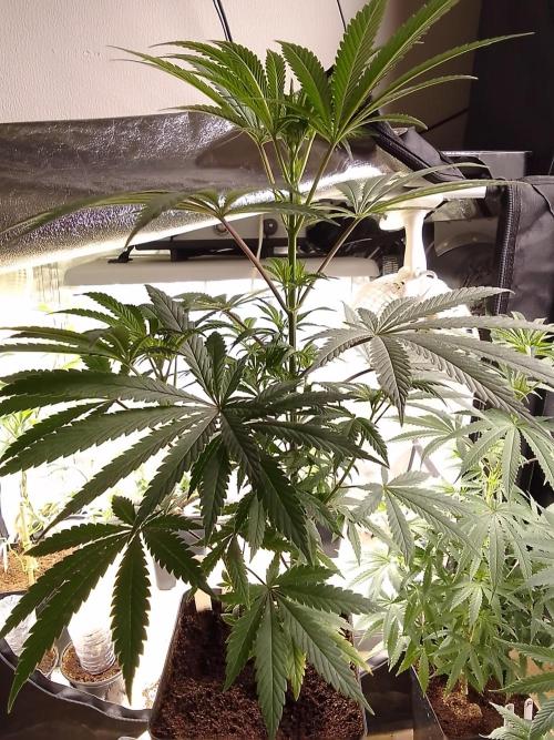 CANDY CREAM GO FAST. Week 6