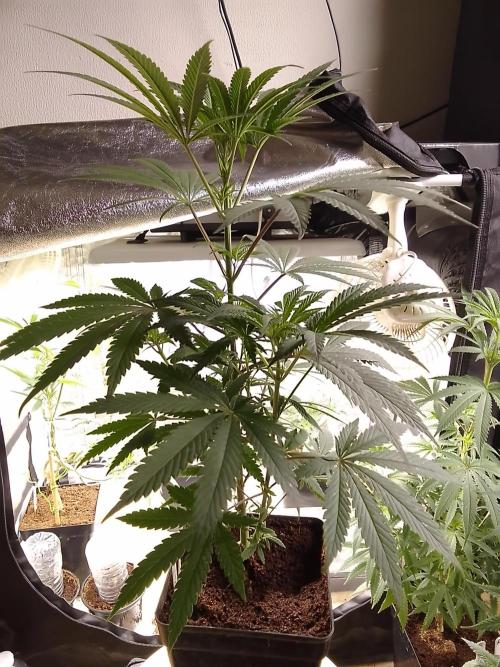 CANDY CREAM GO FAST. Week 6