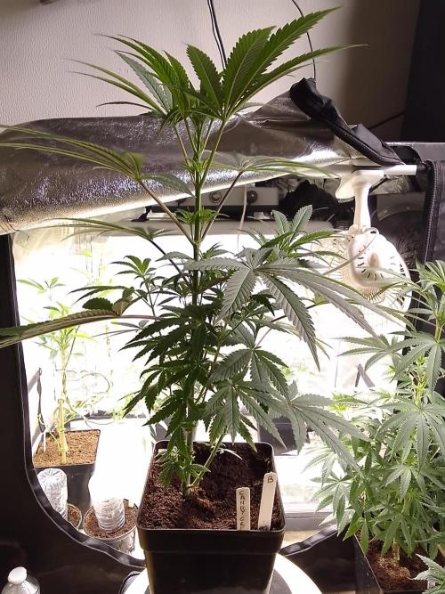 CANDY CREAM GO FAST. Week 6