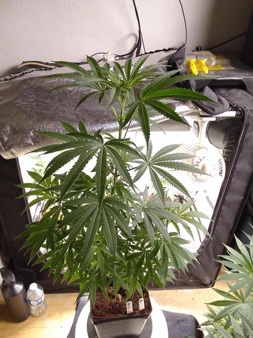 CANDY CREAM GO FAST. Week 6