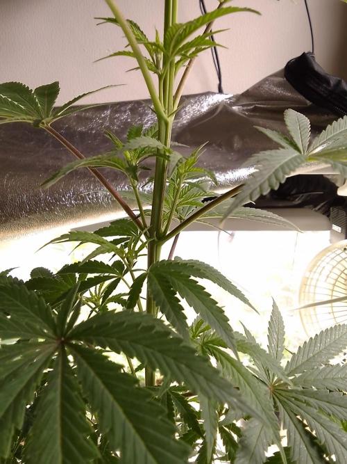 CANDY CREAM GO FAST. Week 6