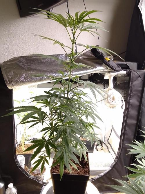 CANDY CREAM GO FAST. Week 6