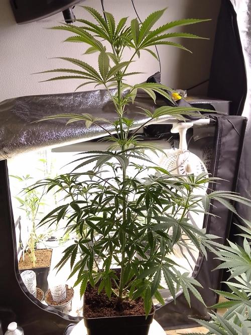 CANDY CREAM GO FAST. Week 6