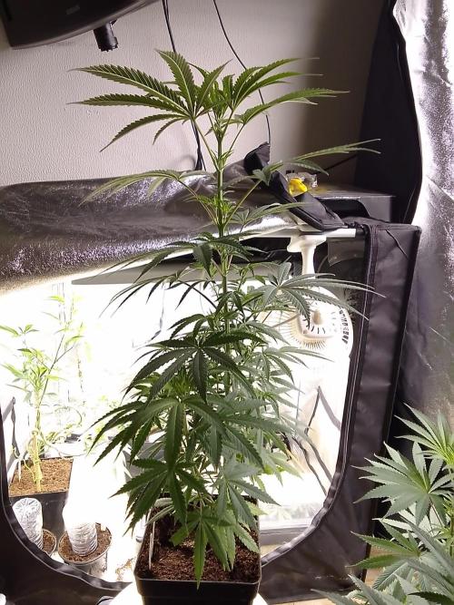 CANDY CREAM GO FAST. Week 6