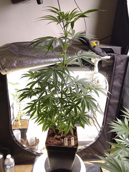 CANDY CREAM GO FAST. Week 6
