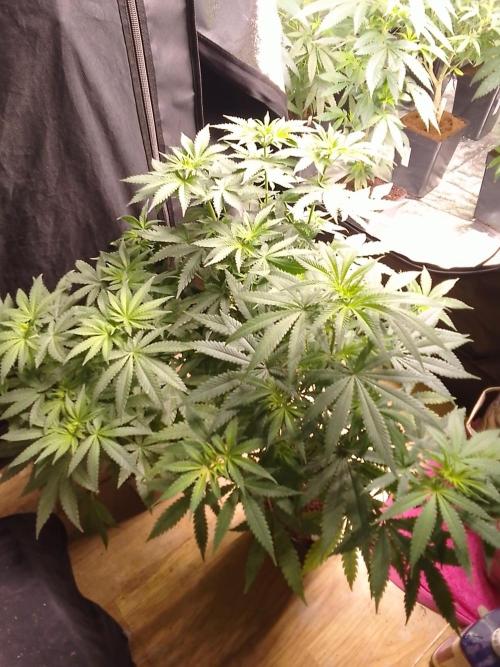 PURE SKUNK . Week 6