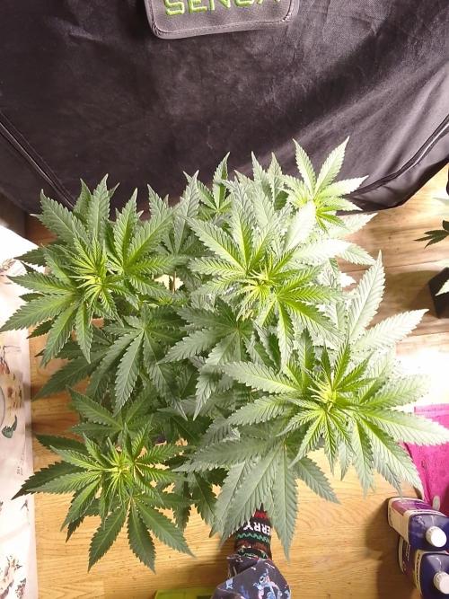 PURE SKUNK . Week 6