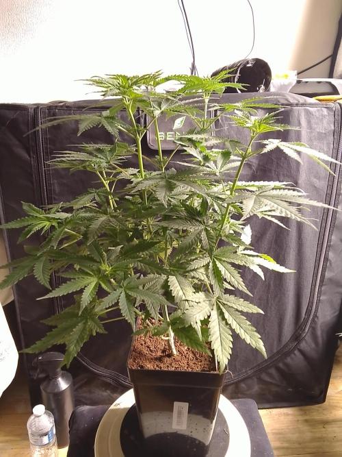 PURE SKUNK . Week 6