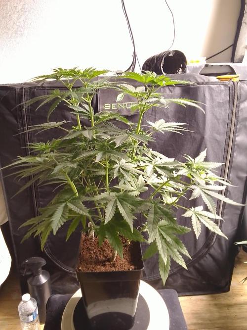 PURE SKUNK . Week 6