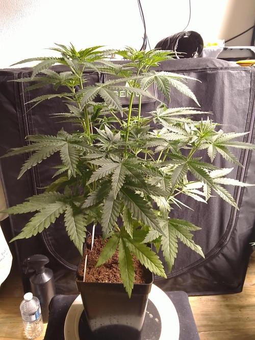 PURE SKUNK . Week 6