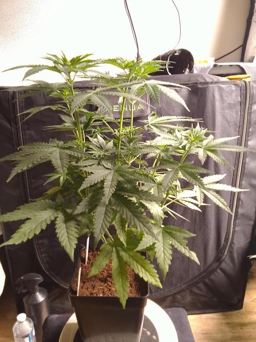 PURE SKUNK . Week 6