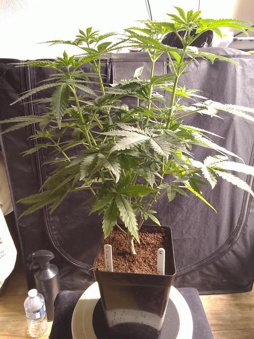 PURE SKUNK . Week 6