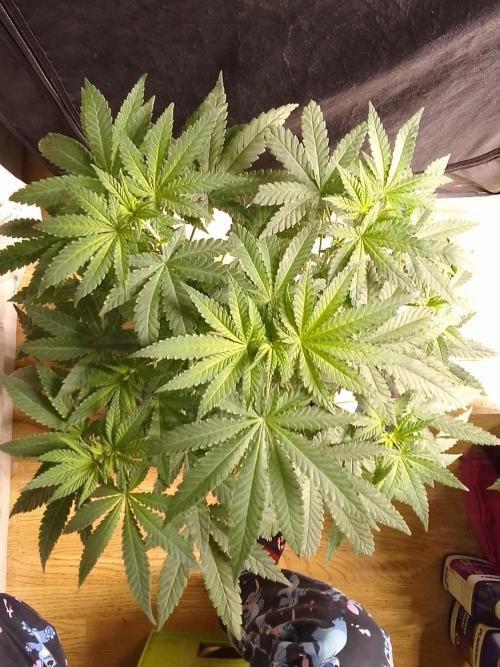 PURE SKUNK . Week 6