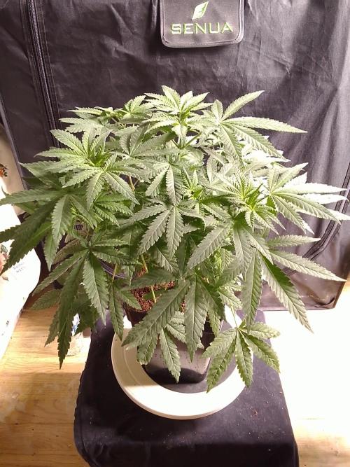 PURE SKUNK . Week 6
