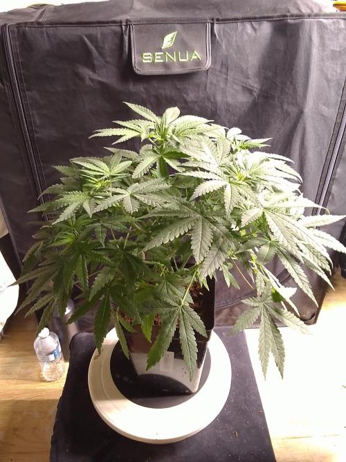 PURE SKUNK . Week 6