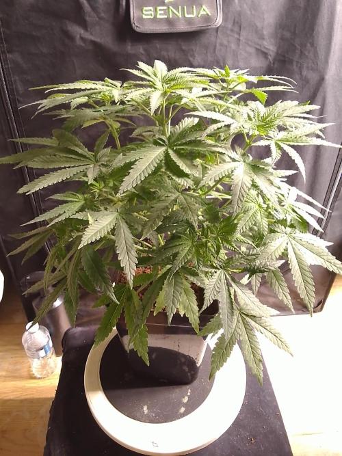 PURE SKUNK . Week 6