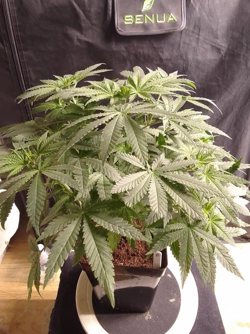 PURE SKUNK . Week 6