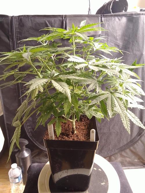 PURE SKUNK . Week 6