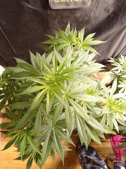 PURE SKUNK . Week 6