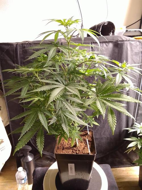 PURE SKUNK . Week 6