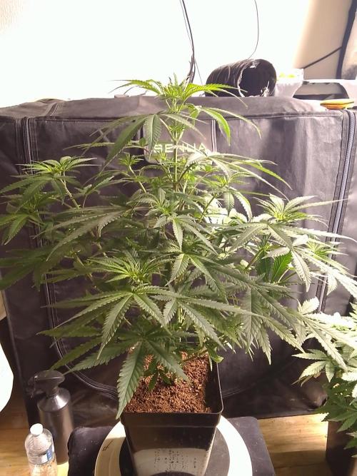PURE SKUNK . Week 6