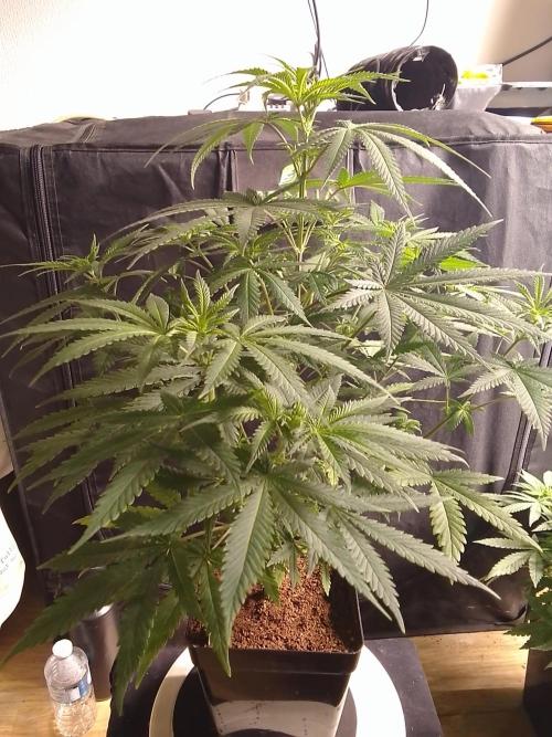 PURE SKUNK . Week 6