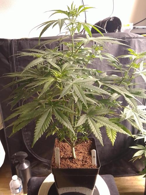PURE SKUNK . Week 6
