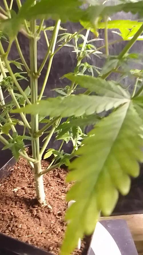 PURE SKUNK
