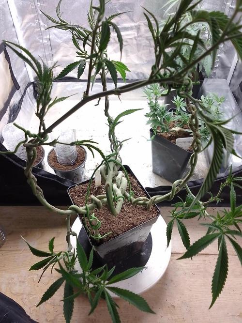 Celtic Bluecookies. Week 10