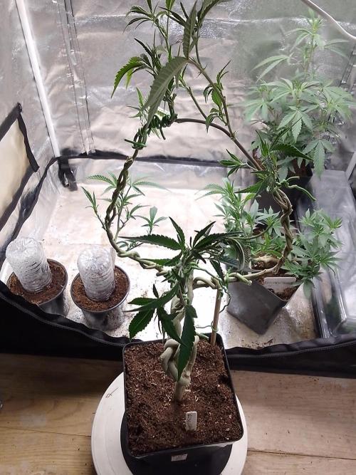 Celtic Bluecookies. Week 10