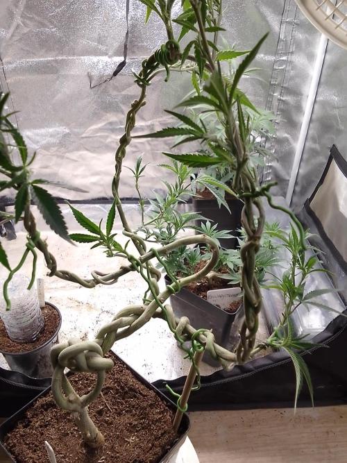 Celtic Bluecookies. Week 10