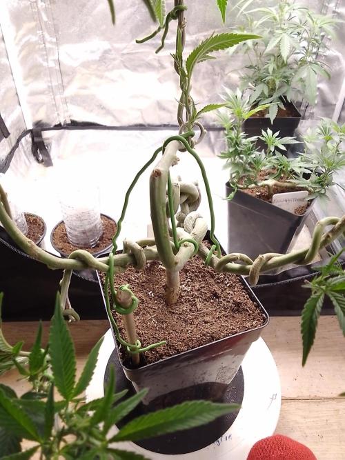 Celtic Bluecookies. Week 10