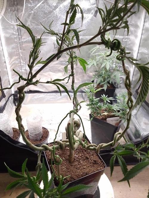 Celtic Bluecookies. Week 10
