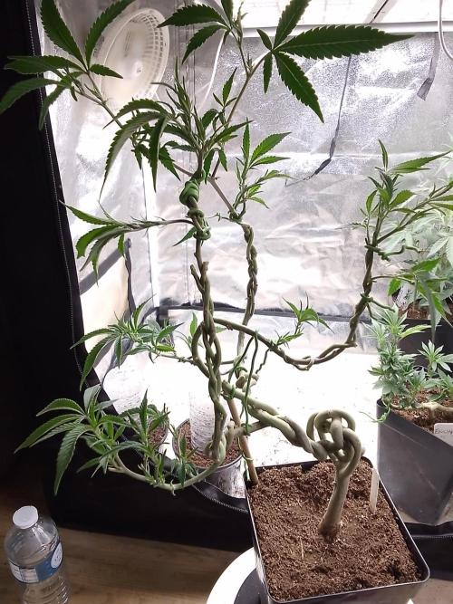 Celtic Bluecookies. Week 10