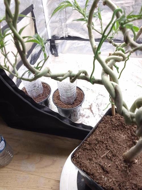 Celtic Bluecookies. Week 10
