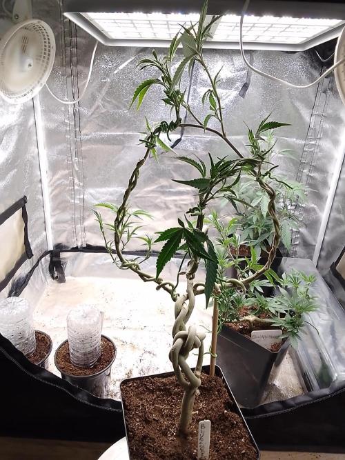 Blue cookies . Week 10