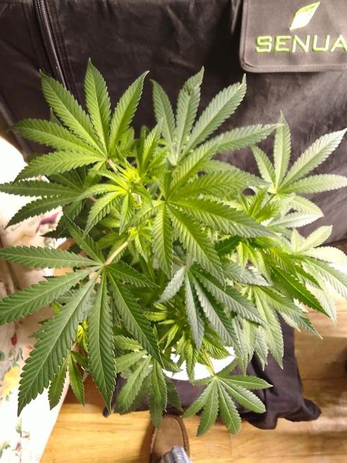 AMNESIA HAZE GO FAST kannabia seed's. Week 10