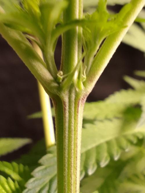 AMNESIA HAZE GO FAST kannabia seed's. Week 10