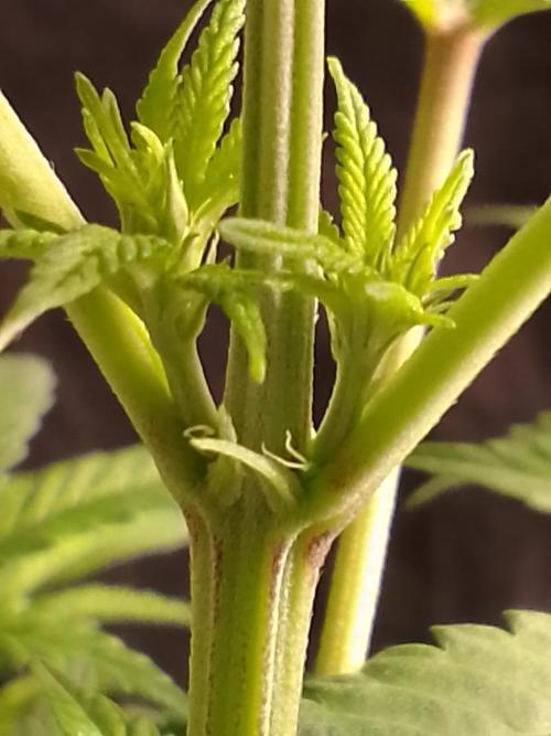 AMNESIA HAZE GO FAST kannabia seed's. Week 10