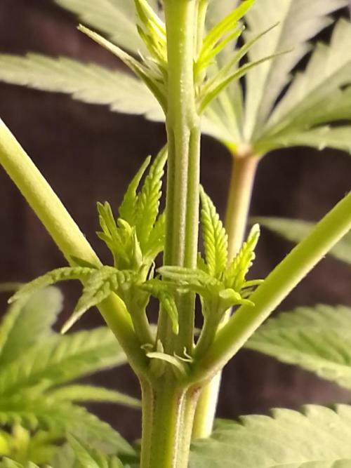 AMNESIA HAZE GO FAST kannabia seed's. Week 10