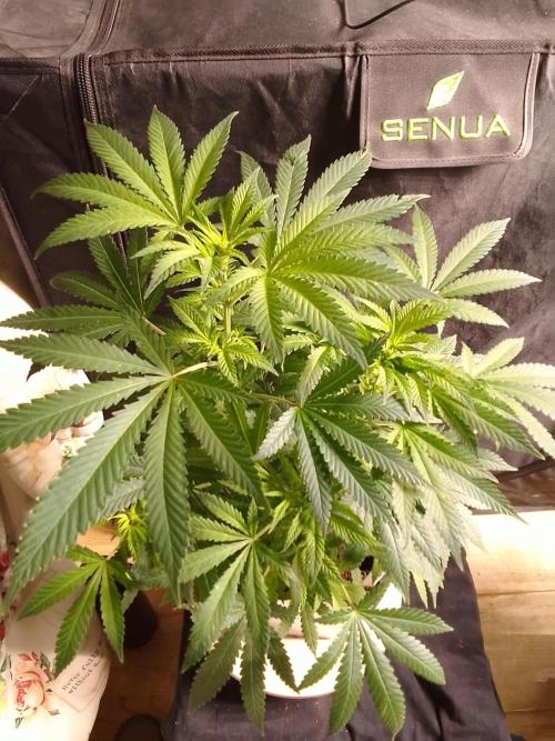 AMNESIA HAZE GO FAST kannabia seed's. Week 10