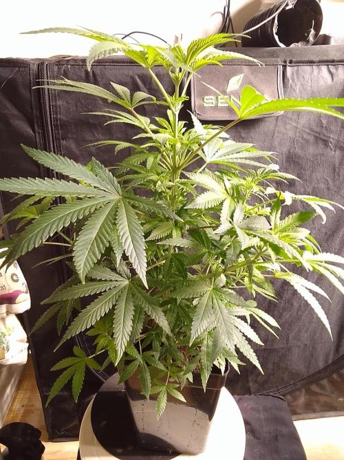 AMNESIA HAZE GO FAST kannabia seed's. Week 10