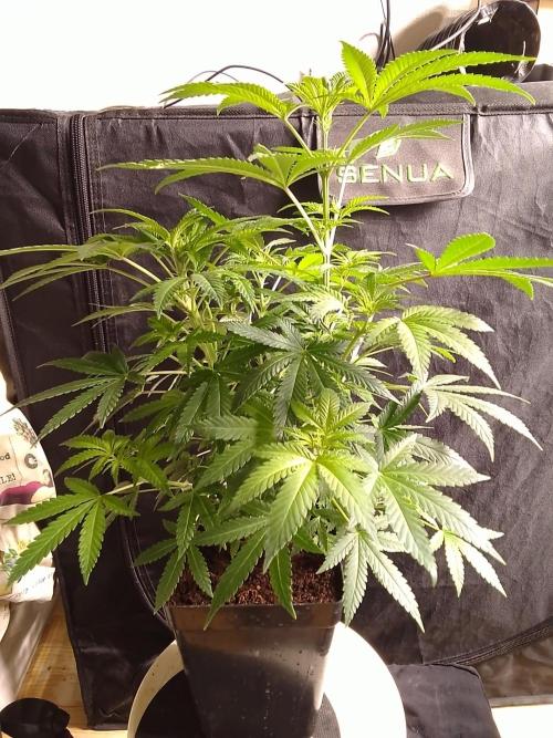 AMNESIA HAZE GO FAST kannabia seed's. Week 10
