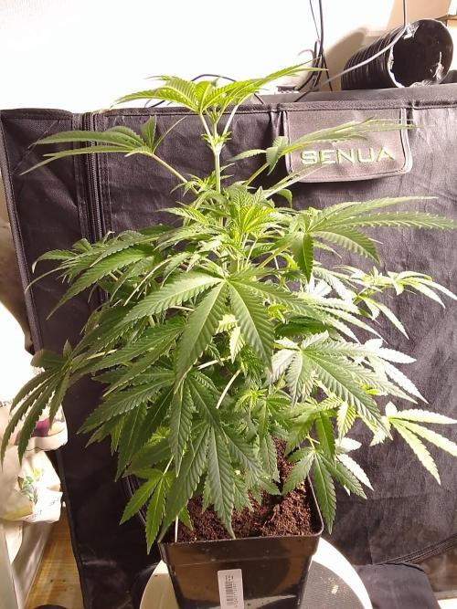 AMNESIA HAZE GO FAST kannabia seed's. Week 10